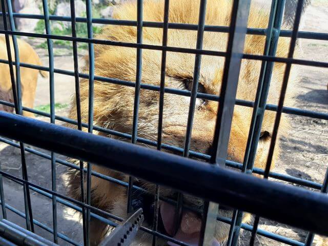大分アフリカンサファリにいるライオンが餌をもらっている画像