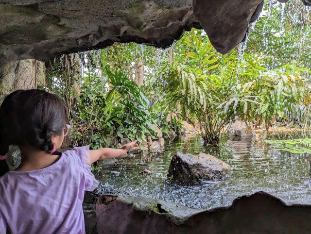 福岡県北九州市にある「響灘グリーンパーク」の熱帯生態園の滝の水で遊んでいる女の子の画像
