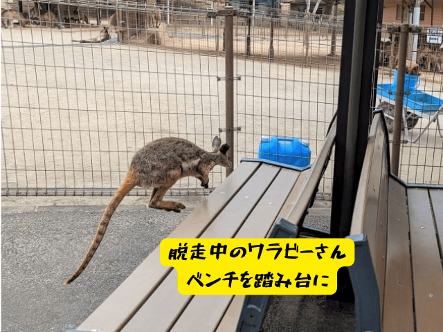 福岡県北九州市にある「響灘グリーンパーク」カンガルー広場にいるワラビーが柵から人の通路へ脱走して、ベンチにジャンプしているところ