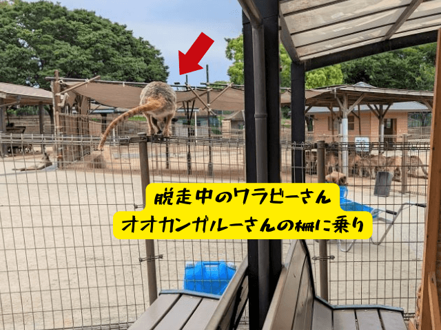 福岡県北九州市にある「響灘グリーンパーク」カンガルー広場にいるワラビーが柵から脱走し、オオカンガルーの柵に足をかけているところ