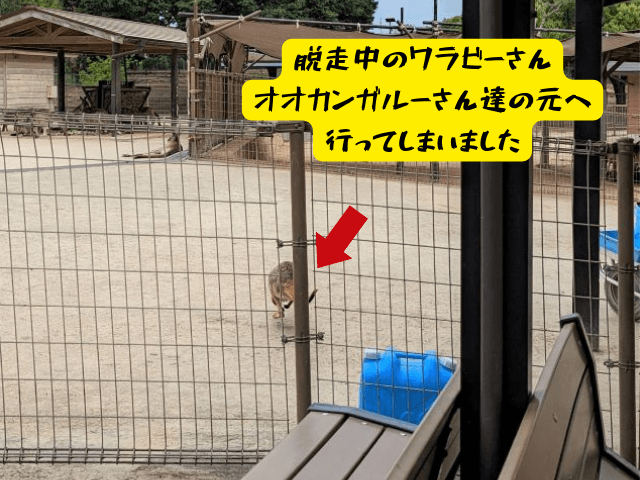 福岡県北九州市にある「響灘グリーンパーク」カンガルー広場にいるワラビーが脱走して、高くジャンプしてオオカンガルーの柵の中に入ってしまったところ