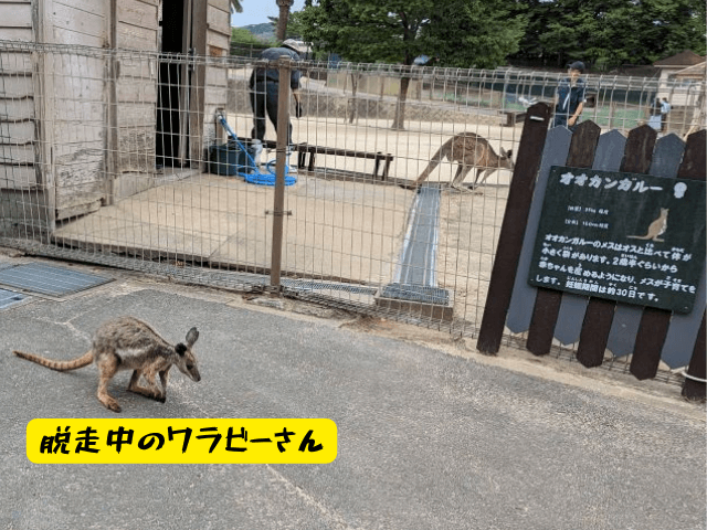 福岡県北九州市にある「響灘グリーンパーク」カンガルー広場にいるワラビーが柵から人の通路へ脱走している画像