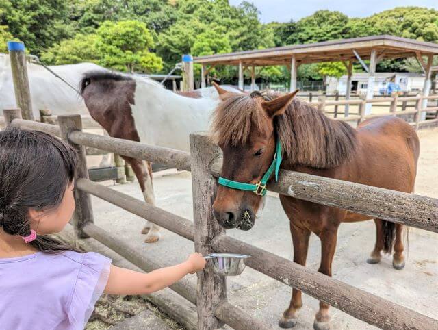 福岡県北九州市にある「響灘グリーンパーク」の馬に女の子が干し草のエサをあげている画像