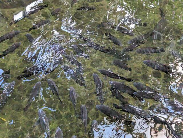 福岡県北九州市にある「響灘グリーンパーク」熱帯生態園にいる魚