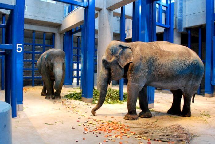 福岡市動物園で2009年に完成した新ゾウ舎の寝室で餌を食べているゾウの「おふく」と「はな子」の画像。