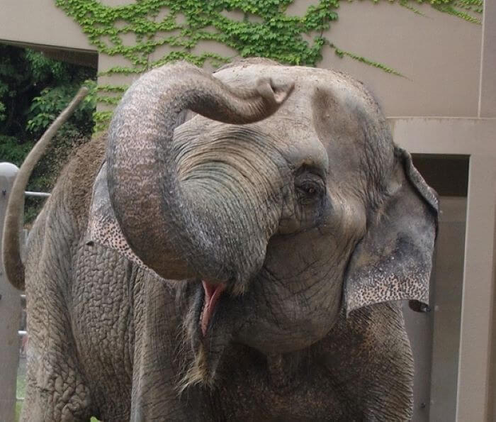 福岡市動物園で飼育されていたゾウ「はな子」の画像。はな子が嬉しそうに鼻を使って砂浴びをしているところ。