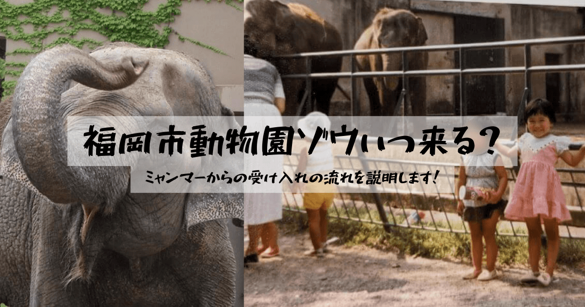 福岡市動物園ゾウいつ来る？ | ミャンマーからの受け入れの流れを説明