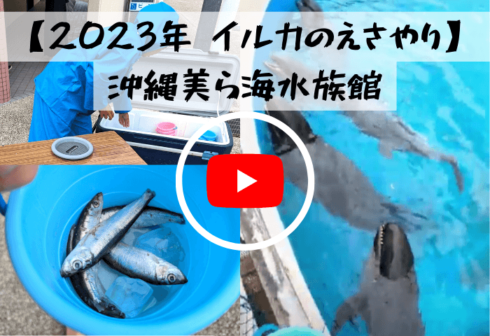 2023年7月31日に実際に沖縄県にある美ら海水族館横「イルカラグーン」でイルカの餌やり体験をした時の動画の画像。受付でイルカの餌の魚をバケツでもらっている所と、実際にイルカに餌をあげているところ。画像をタップすると動画に飛びます。
