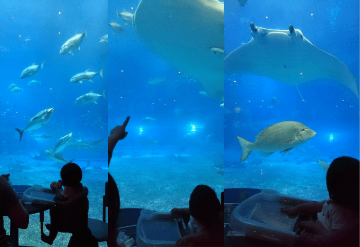 沖縄県国頭郡本部町にある美ら海水族館のカフェ「オーシャンブルー」から巨大水槽「黒潮の海」を見ている母と娘。ジンベイザメを指さしたりエイの大きさに娘が驚いている。