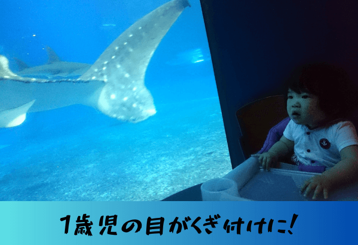 沖縄県国頭郡本部町にある美ら海水族館1階のカフェ「オーシャンブルー」で巨大水槽を泳ぐジンベイザメにくぎ付けになっている1歳女児の画像。