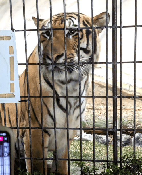 福岡県福岡市中央区にある「福岡市動物園」に2023年8月19日土曜日【夜の動物園】に行った時のスポットガイドちゅうのトラのヒューイの画像