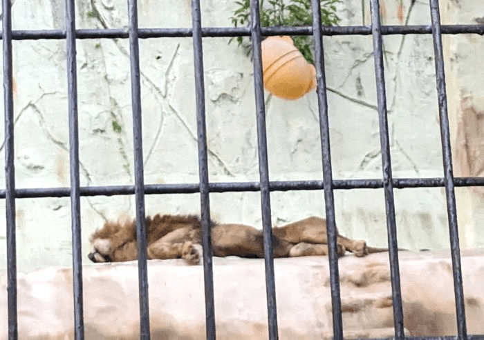 福岡県福岡市中央区にある「福岡市動物園」の2023年8月19日土曜日【夜の動物園】に行った時の画像。18:50は明るいため、まだ寝ているライオンオスのチャチャ丸の画像。