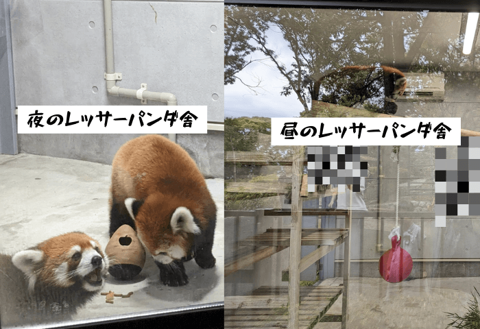 福岡県福岡市中央区にある「福岡市動物園」にいるレッサーパンダ舎を夜に撮った写真（左側）と昼に撮った写真（右側）を比べる画像。昼に撮った写真は反射で自分が写ってレッサーパンダは綺麗に撮れない。
