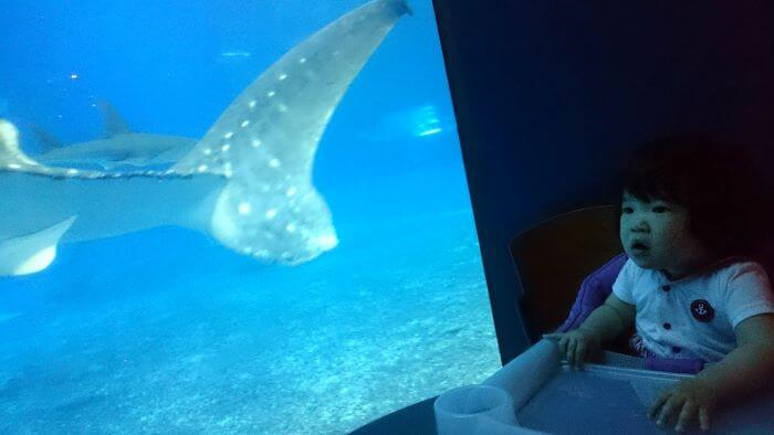 沖縄県国頭郡本部町にある美ら海水族館のカフェ「オーシャンブルー」で大きなジンベイザメが近くに来て驚く1歳の女の子の画像