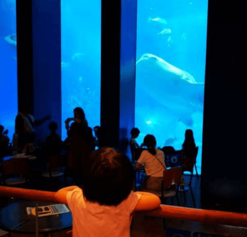沖縄県国頭郡本部町にある美ら海水族館のカフェ「オーシャンブルー」で水槽をずっと眺めている2歳女の子の画像