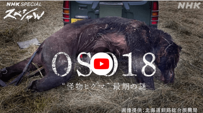 NHKスペシャル「OSO１８“怪物ヒグマ”最期の謎」で紹介されたヒグマOSO18が射殺された直後の画像
画像提供：北海道釧路総合振興局