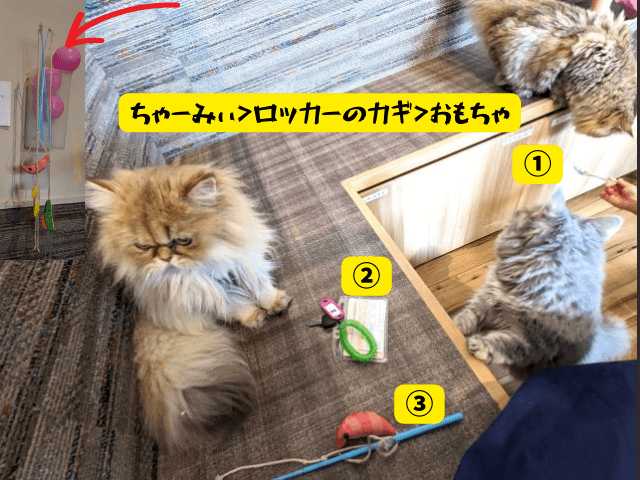 福岡市東区にあるクーアンドリクの猫カフェ「猫喫茶 空陸家plus」で猫がおやつに気を取られている画像。おもちゃは人気が無く、お客さんが腕につけているロッカーのカギの方が猫に人気。
