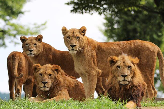 九州自然動物園アフリカンサファリのサファリゾーン（放し飼いエリア）にいるライオン5頭の画像。
そのうち4頭がカメラ目線。