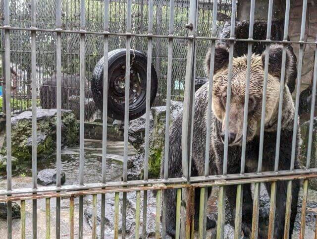 熊本県にある阿蘇カドリードミニオンにいるエゾヒグマの「こうめ」ちゃんが檻の中にいる画像。