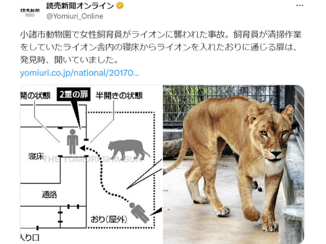 小諸市動物園で女性飼育員がライオンに襲われたTweet。
読売新聞オンラインのTweet（ポスト）。
メスライオン「ナナ」の画像と発見時の状況図が貼付されている。
