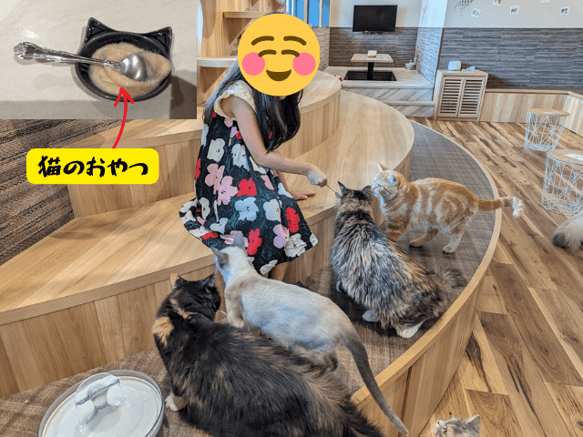 福岡市東区にあるクーアンドリクの猫カフェ「猫喫茶 空陸家plus」で６歳の女の子が猫４匹を並ばせておやつをスプーンで舐めさせている画像