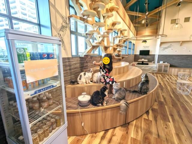 福岡市東区にあるクーアンドリクの猫カフェ「猫喫茶 空陸家plus」で６歳の女の子が猫５匹に餌をあげている画像。店内の全体が見渡せる写真で、手前にドリンク、奥に半個室があることがわかる。