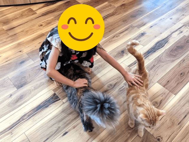 福岡市東区にあるクーアンドリクの猫カフェ「猫喫茶 空陸家plus」で６歳女の子が猫２匹を撫でているところ。猫も尻尾をあげて喜んでいる様子。