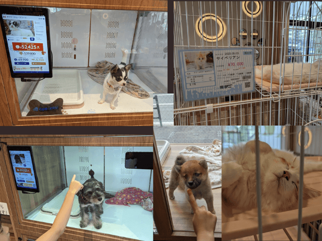 福岡市東区にあるクーアンドリクの猫カフェ「猫喫茶 空陸家plus」で実際に販売されていた犬と猫の画像。