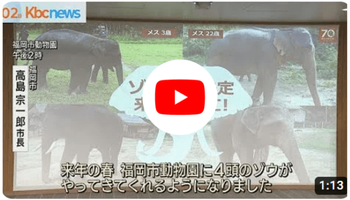 福岡市長高島宗一郎氏が「福岡市動物園ゾウ4頭受け入れ」のニュースを伝えるKBCのYouTubeの画像
ゾウ4頭が写っている