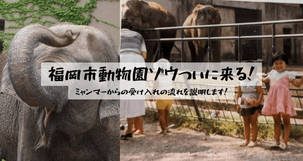 福岡市動物園ゾウついに来る！ | ミャンマーからの受け入れの流れを説明します！